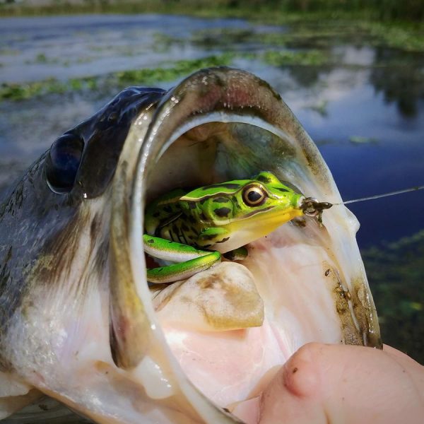 Lunkerhunt Topwater Combo - Image 3