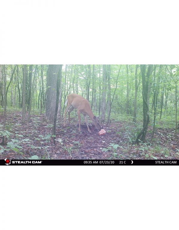Crown Jewel - Image 4