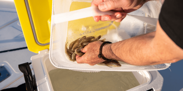 Magnum Bait Station® 19 - Image 3