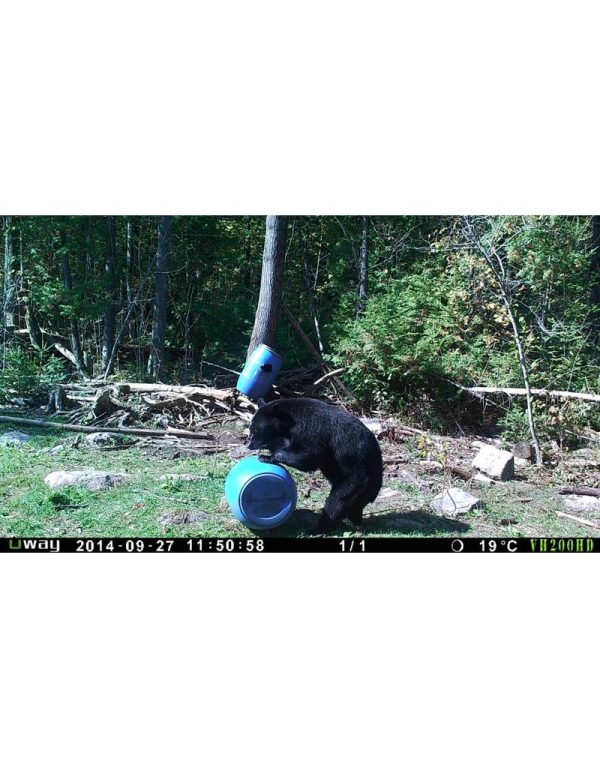Black Bear Munchies w/added sugar 44lbs / 20kg - Image 5