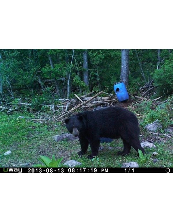 Black Bear Munchies w/added sugar 44lbs / 20kg - Image 6