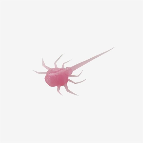Coconut Crab - Bubble Gum, 6 pack