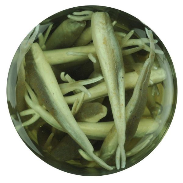Alive!® Minnow - Image 3