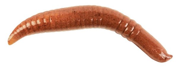 Gulp!® Pinched Crawler - Nightcrawler