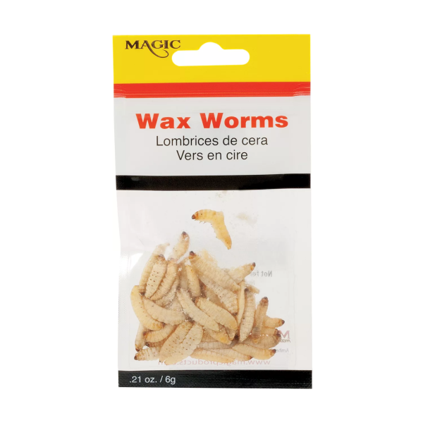 Preserved Wax Worms