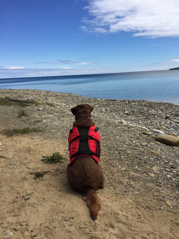 Skippy Dog Vest - Image 4