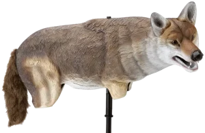 Yote Coyote